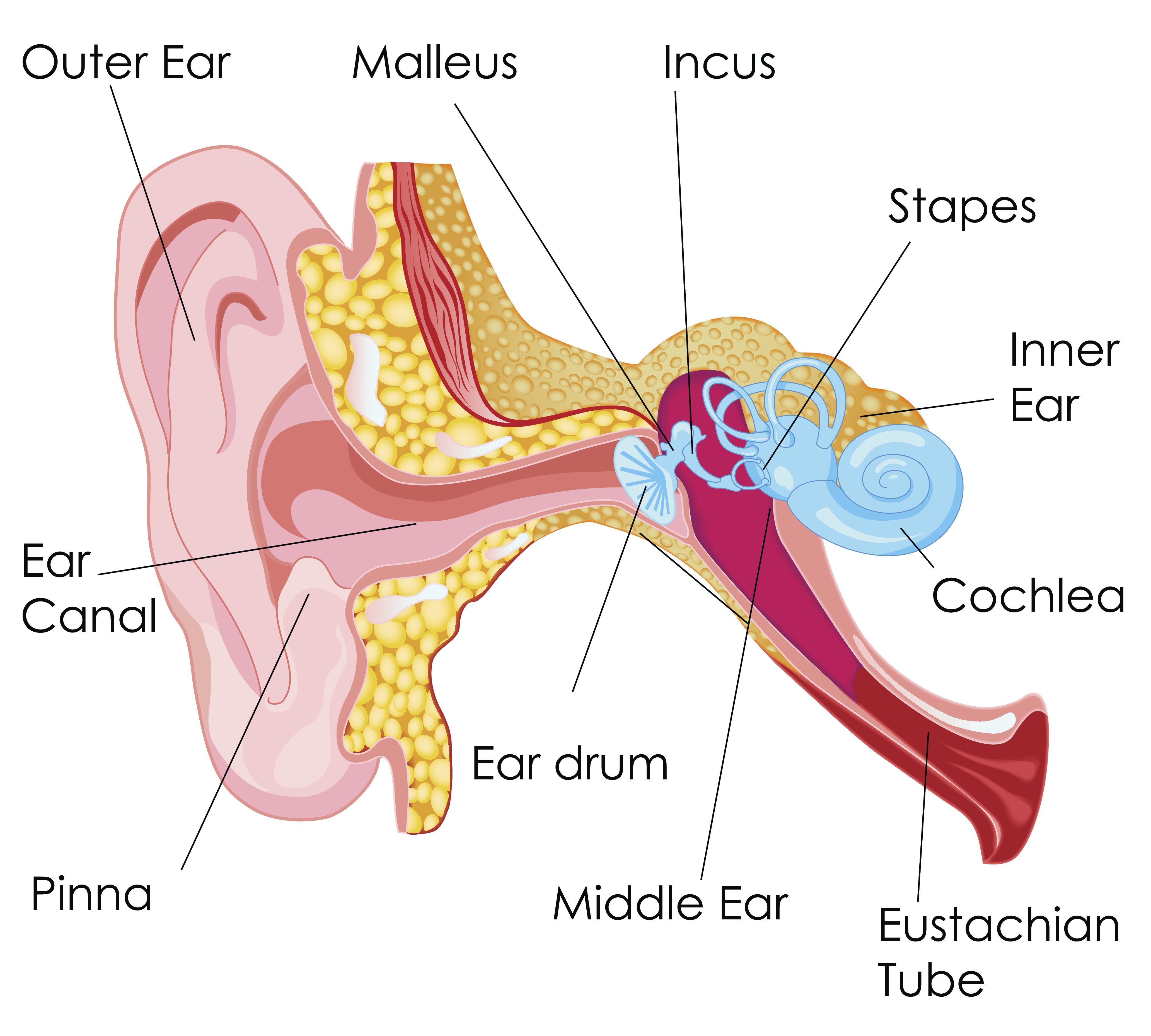 ear anatomy canal diagram hearing inner human pressure balance outer relieve cleaning ears tips tube loss parent patient education dizziness
